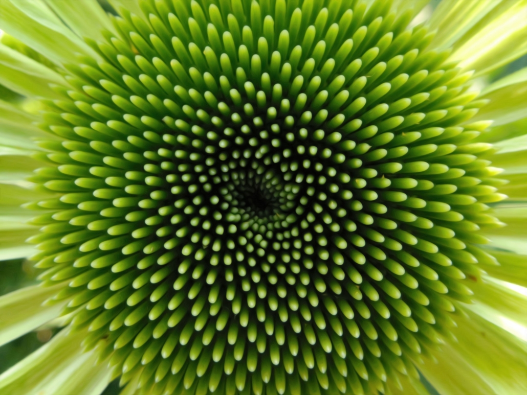 green flower from top close up